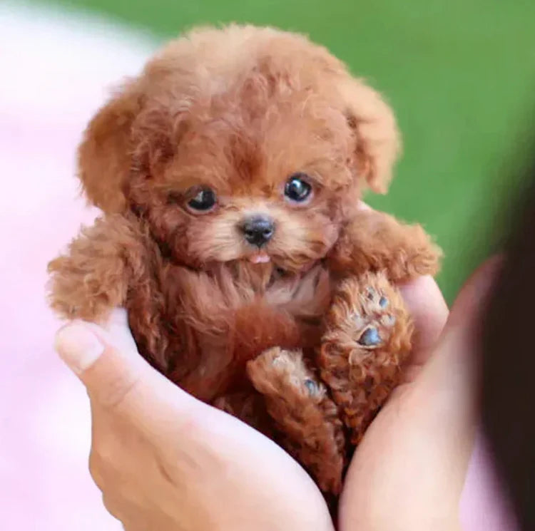 RealPuppy™ – lebensechter Roboterwelpe
